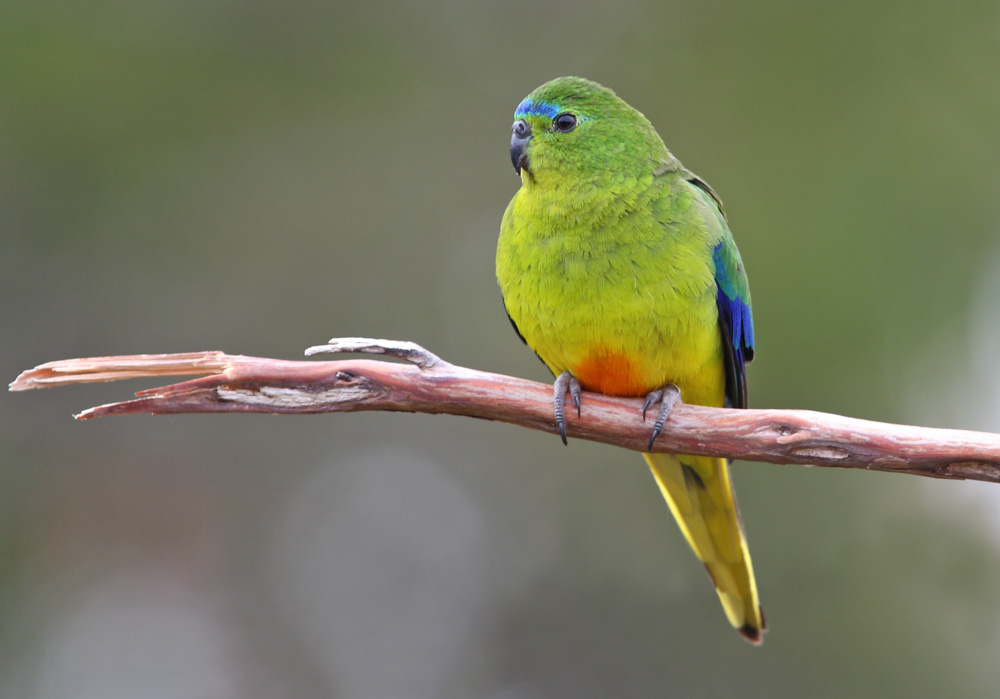 Orange-bellied Parrot | BIRDS In BACKYARDS